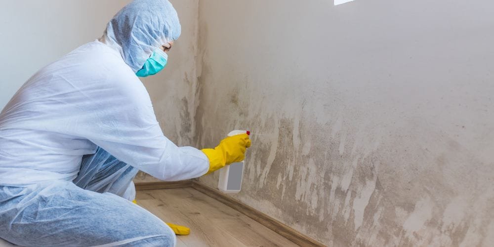Mold Remediation Process (1)