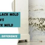 Toxic Black Mold vs Black Mold: Understanding the Real Difference