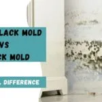 Toxic Black Mold vs Black Mold: Understanding the Real Difference