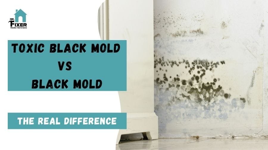 Toxic Black Mold vs Black Mold