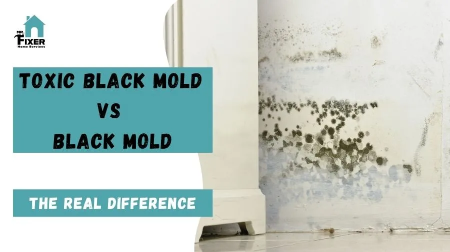 Toxic Black Mold vs Black Mold