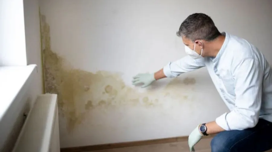What Does Black Mold Smell Like