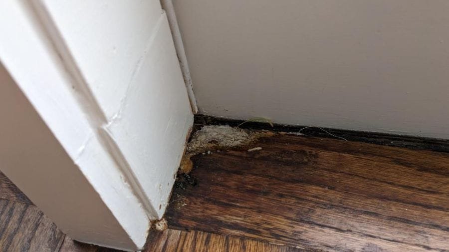 Musty Odors and Mold Growth