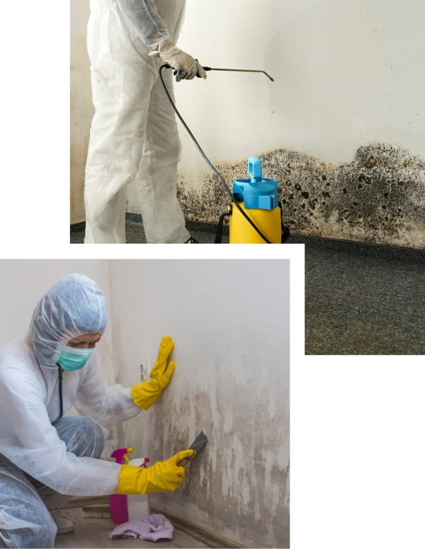Professional Mold Removal Services in San Antonio
