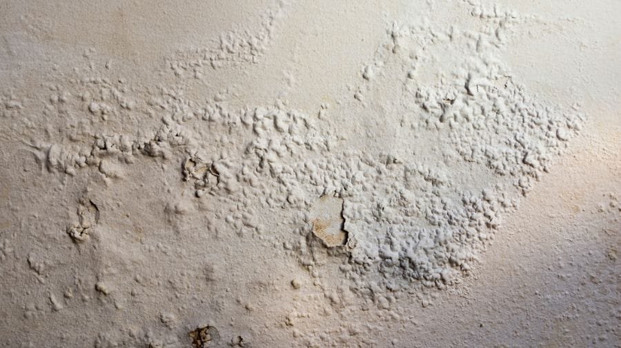 Peeling Paint or Bubbling Wallpaper