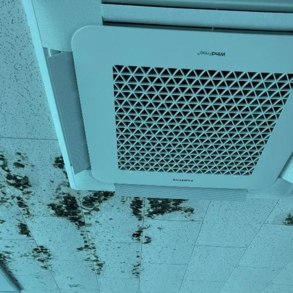 Why Mold Develops